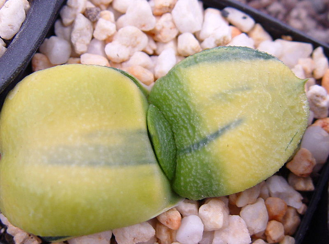 2016年最吃香的专业及竞争压力最大的专业排名:十大足球赌注软件(图3) 十大足球赌注软件排行榜