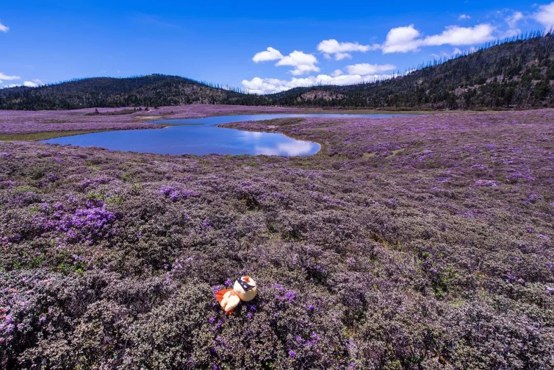 2020春夏流行色,好看要提前get_足球赌注软件(图2) 足球赌注软件APP