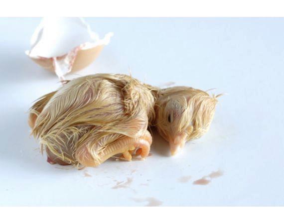 足球赌注软件APP