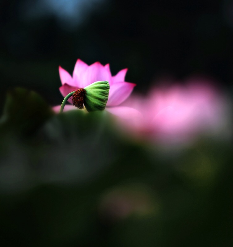 足球赌注软件APP