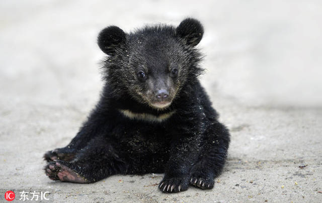 足球赌注软件APP